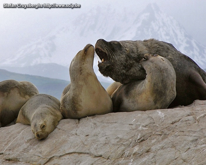 Ushuaia - Zeeleeuwen Een grote mannelijke zeeleeuw met enkele vrouwelijke zeeleeuwen. Stefan Cruysberghs